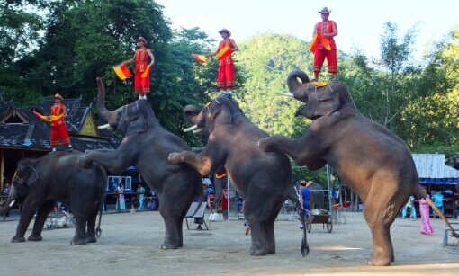 西双版纳旅游线路|野象谷+原始森林公园+万达乐园+勐泐大佛寺+告庄西双景4天3晚游|赠送澜沧江游轮
