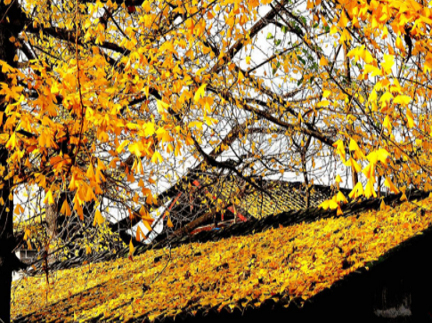 腾冲瑞丽旅游攻略|腾冲到瑞丽多少公里|昆明芒