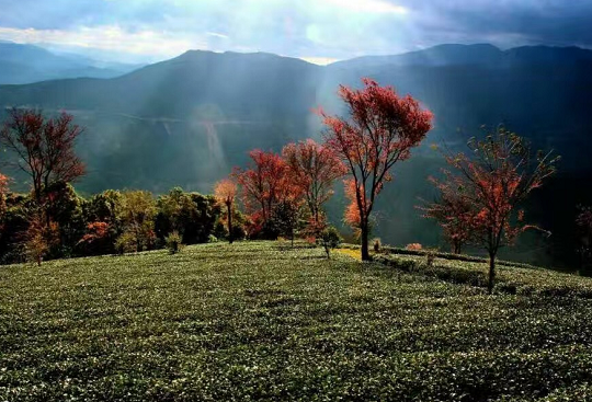 yabo亚博体育苹果下载旅行社